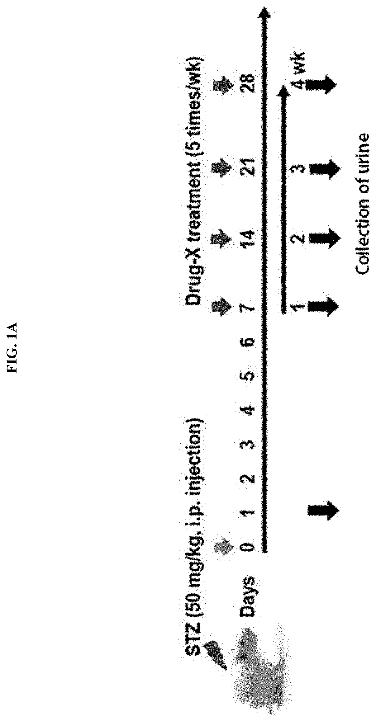 Biomarker SBP1 for early diagnosis of kidney diseases, and use thereof