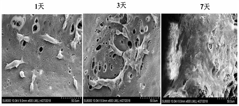 Silk fibroin 3D printing based biological scaffold and preparation method and application thereof