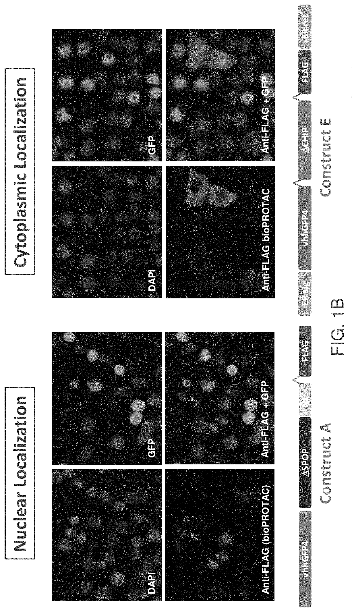 Compositions, methods and uses of messenger RNA