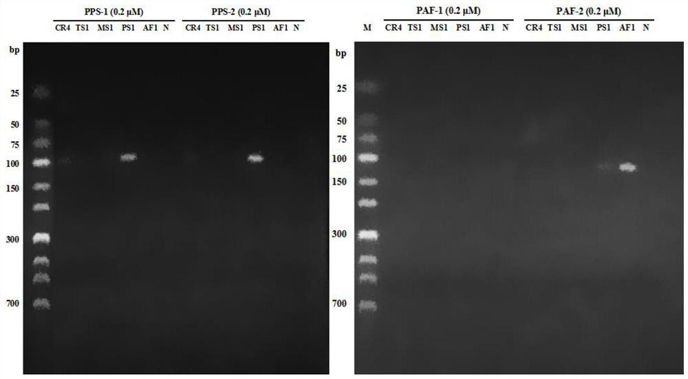 A group of specific primers for identifying turtle shells and its identification method