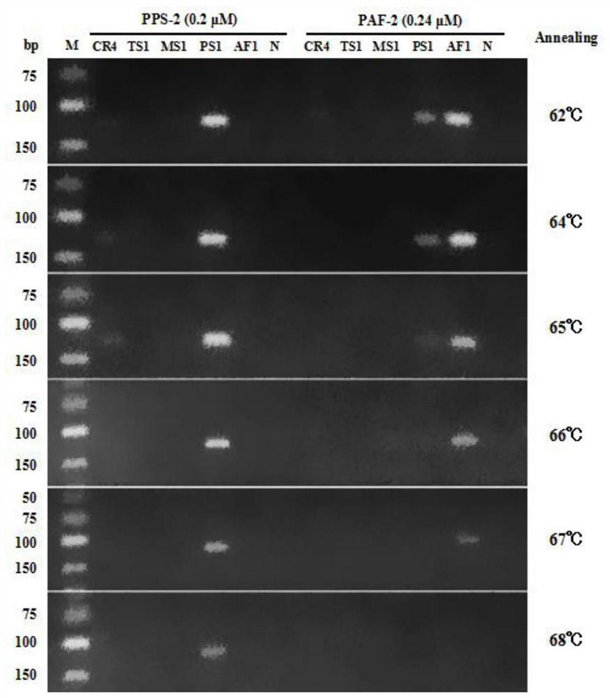 A group of specific primers for identifying turtle shells and its identification method