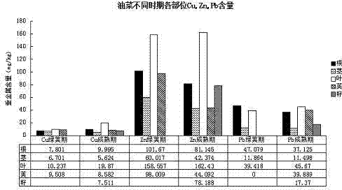 Method for repairing heavy metal-contaminated soil by using oilseed rape-oil sunflower crop rotation technology