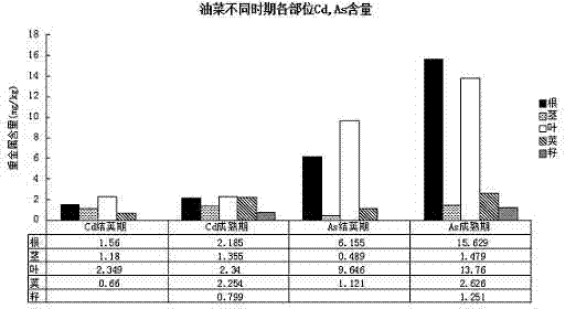 Method for repairing heavy metal-contaminated soil by using oilseed rape-oil sunflower crop rotation technology