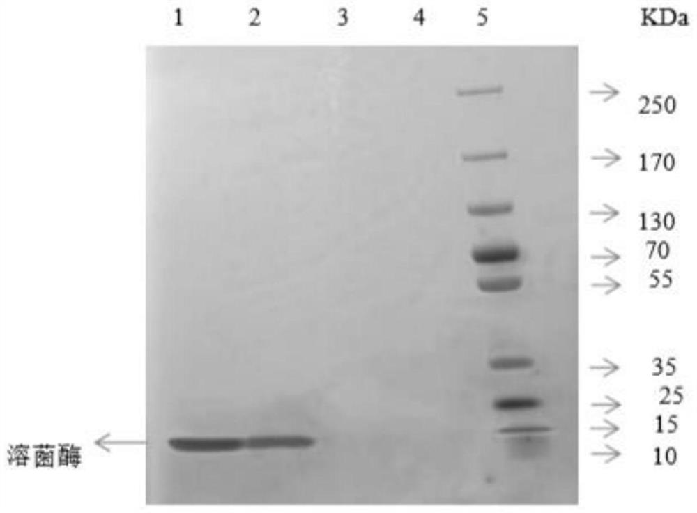 Method for effectively detecting protein concentration in available chlorine-containing solution