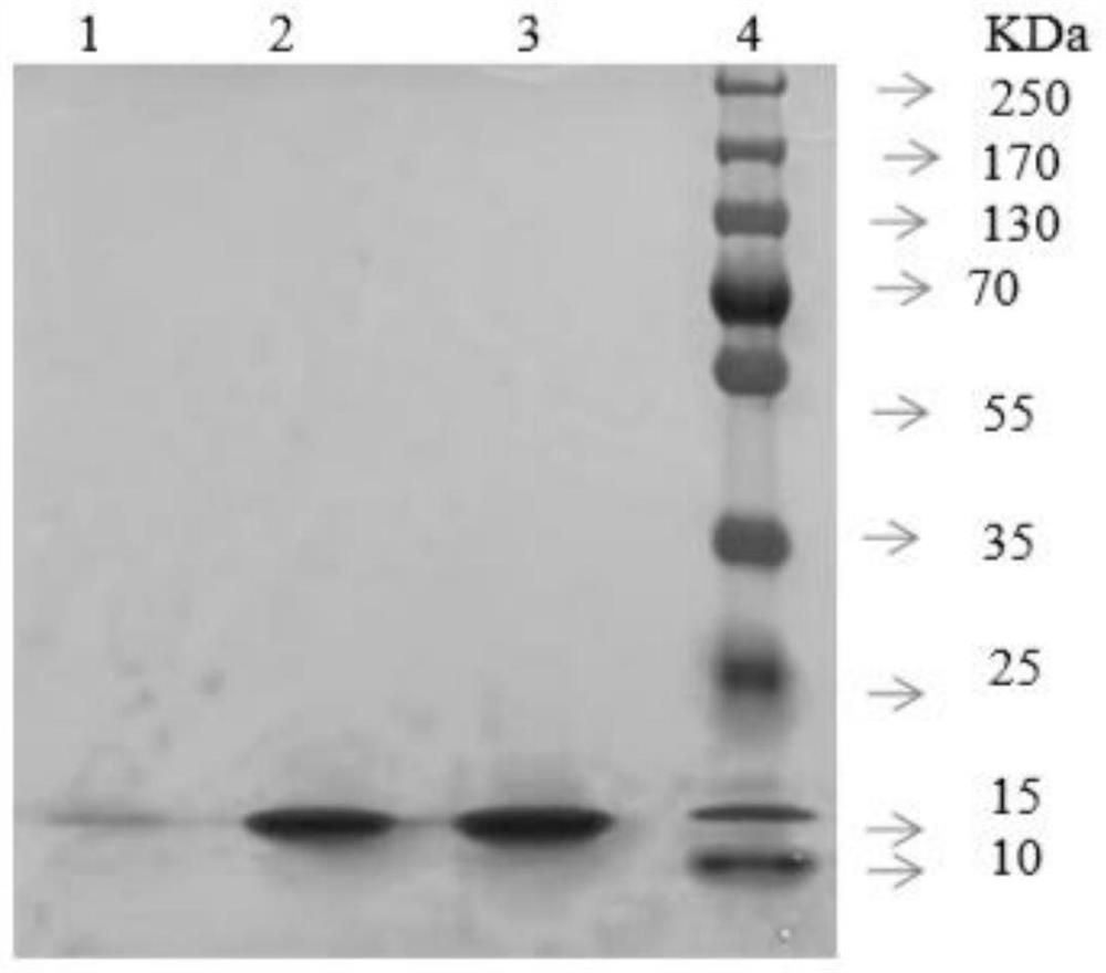 Method for effectively detecting protein concentration in available chlorine-containing solution