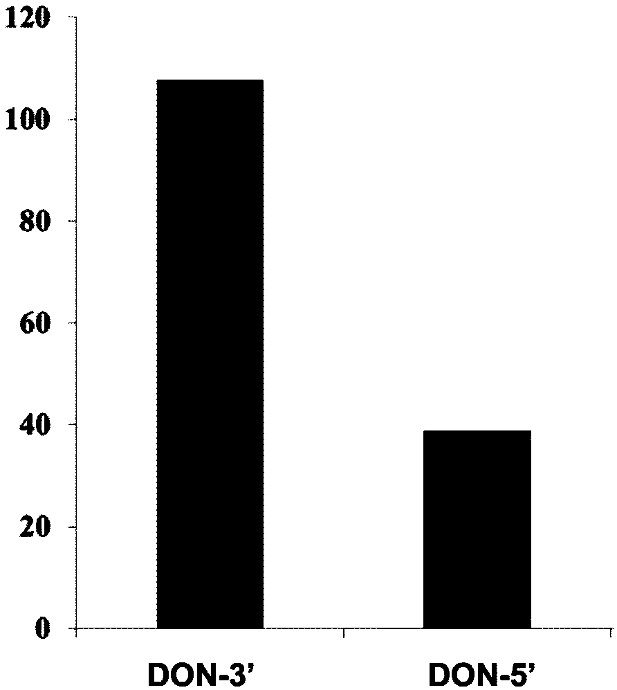 Vomitoxin aptamer affinity column and preparation method and application thereof