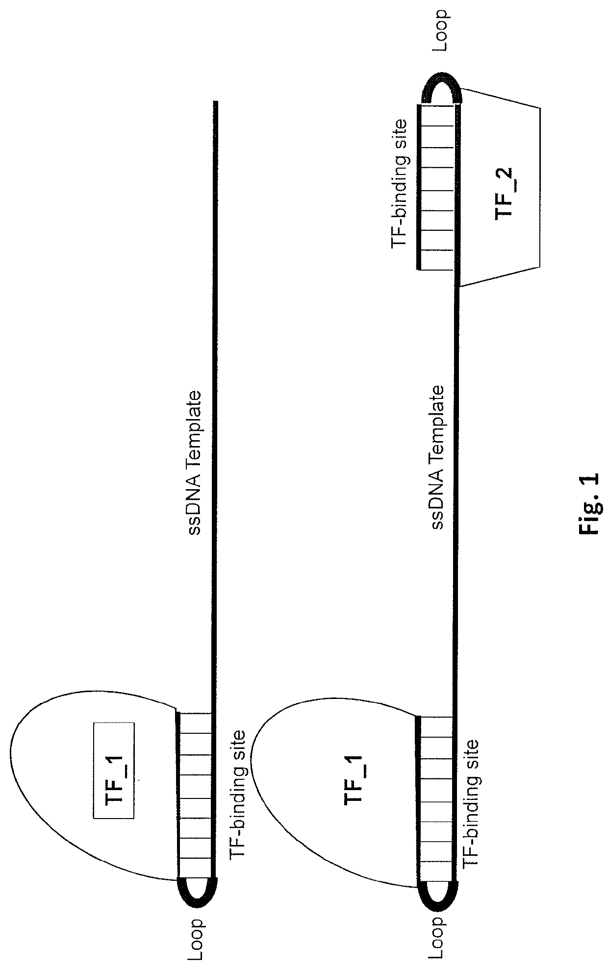 Compositions for genome editing