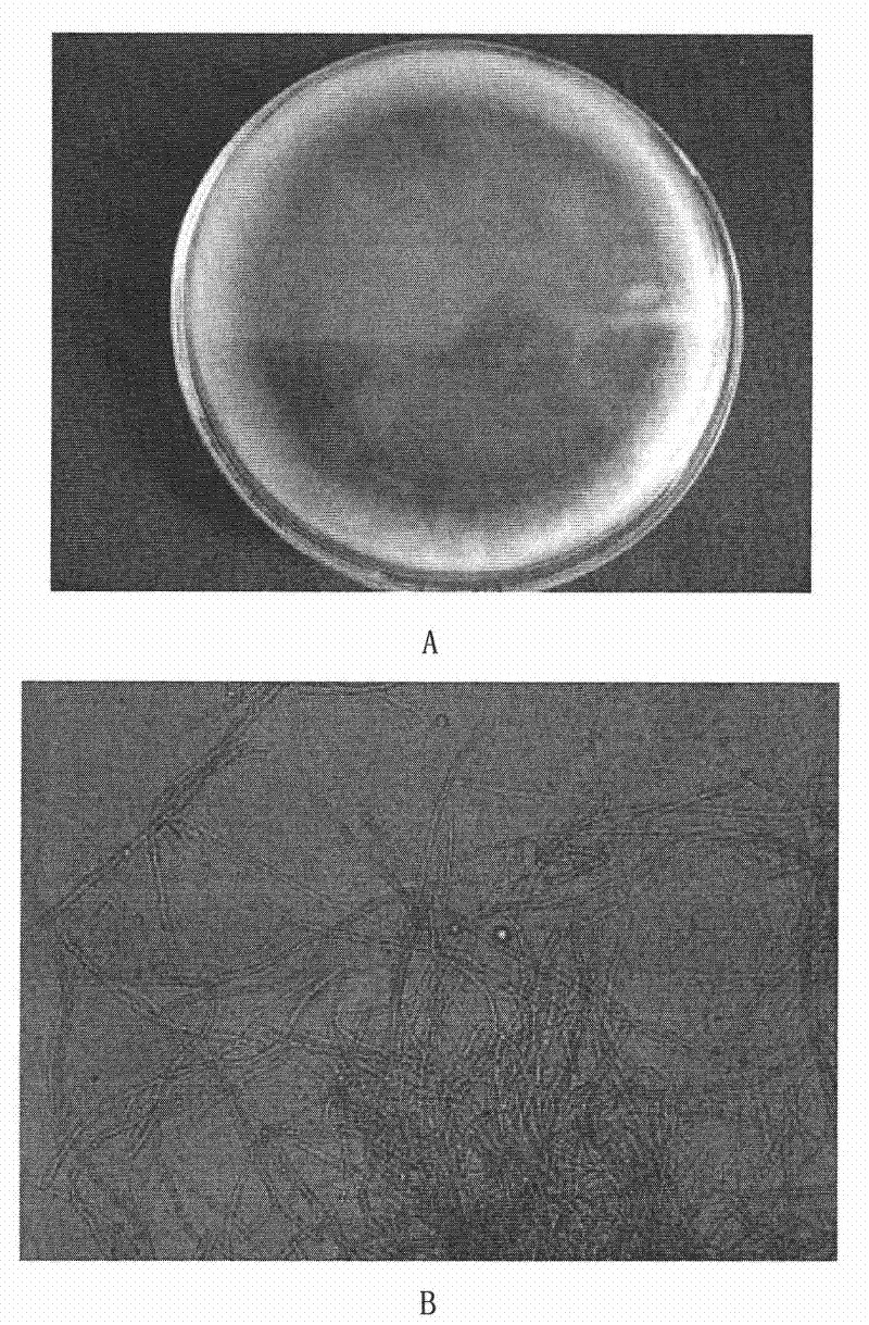 Method and special strain for cultivating epiphytic orchid