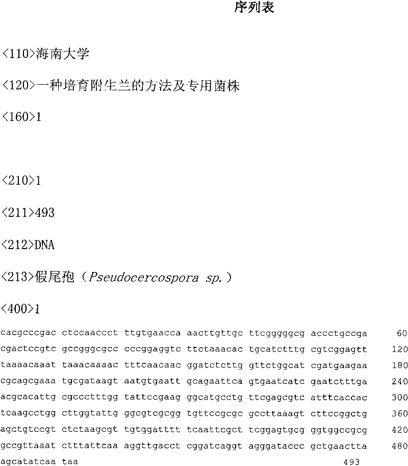 Method and special strain for cultivating epiphytic orchid