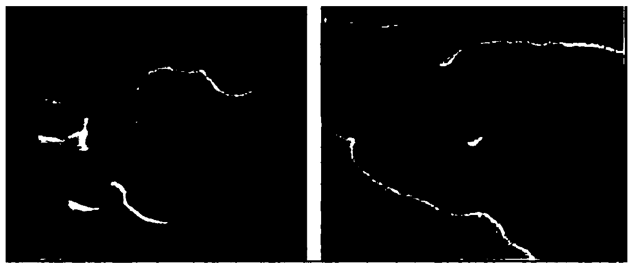 Magnetic capsaicin molecularly imprinted polymer and preparation method thereof