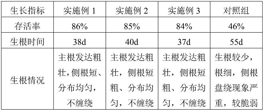 Substrate for PVC root growth promoting container seedling raising of Liquidambar styraciflua and preparation method thereof