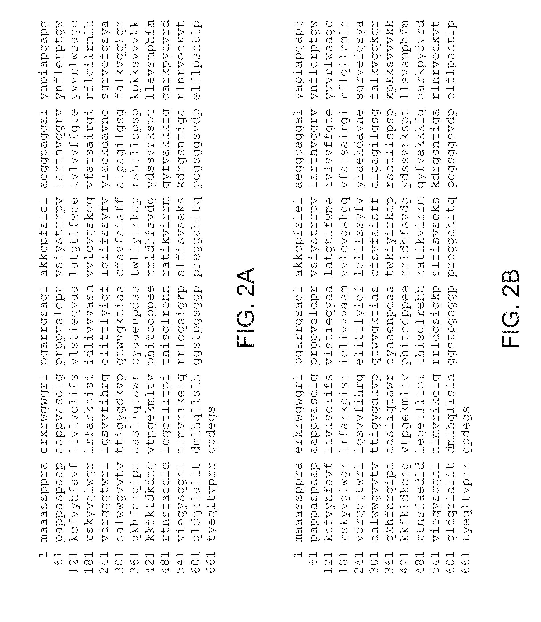 Cells and assays for use in detecting long qt syndrome