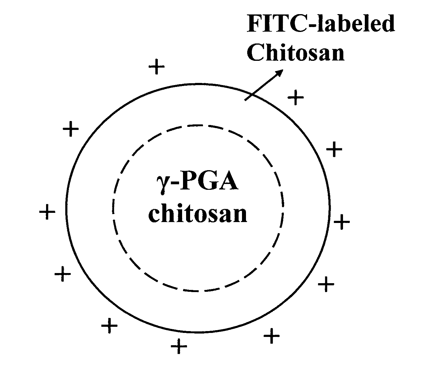 Nanoparticles for protein drug delivery