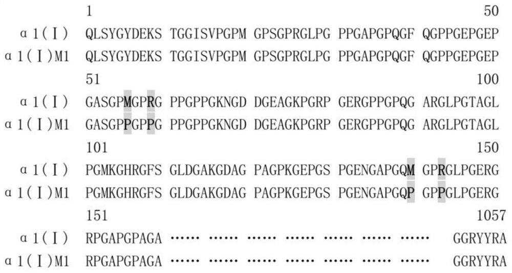 Recombinant collagen as well as preparation method and application thereof