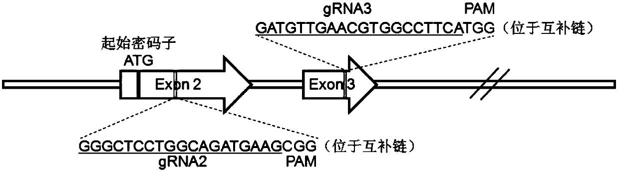 Coronavirus resistant clone pig and preparation method thereof