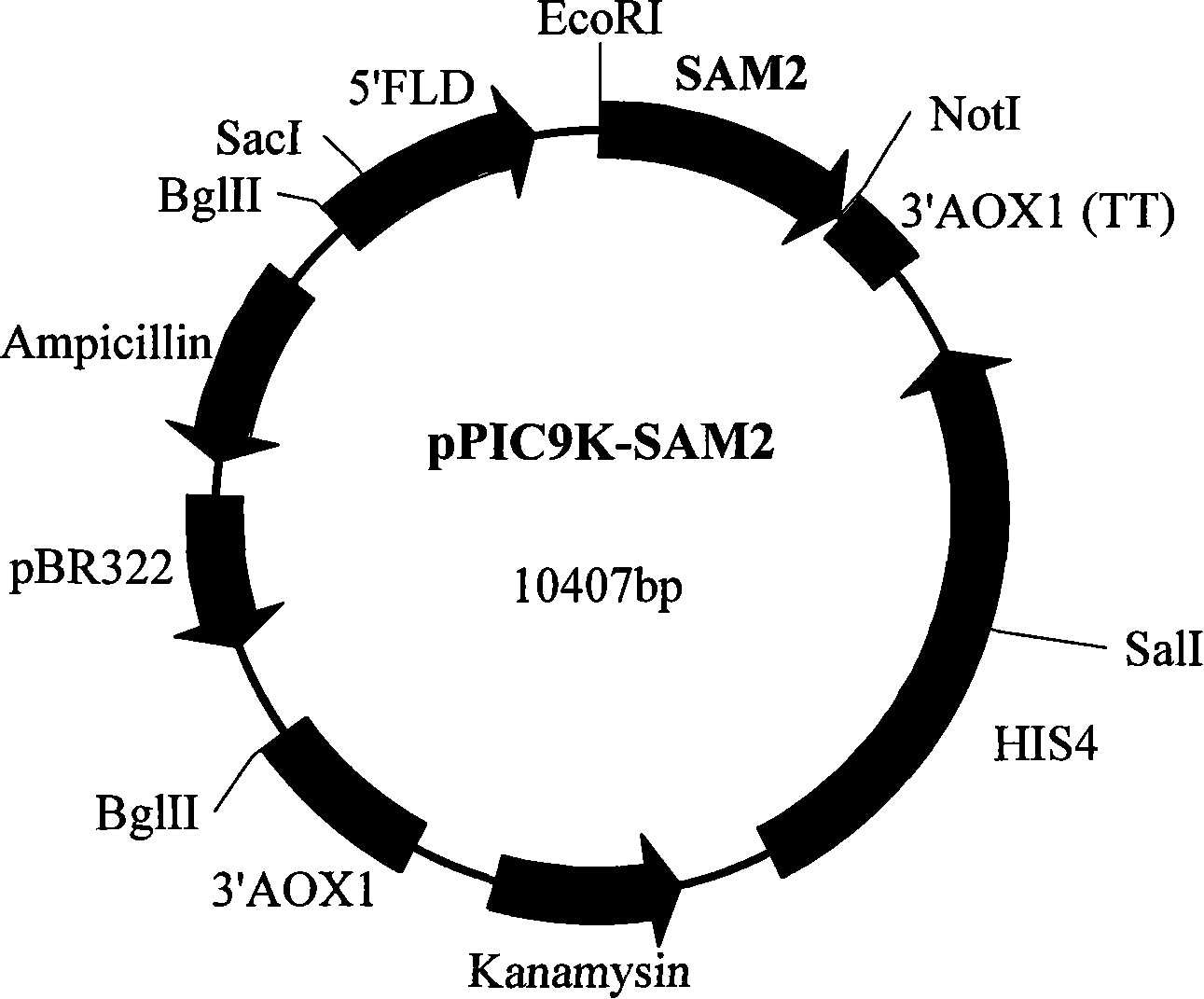 Method for ferment for producing adenomethionine with genetic engineering bacterium