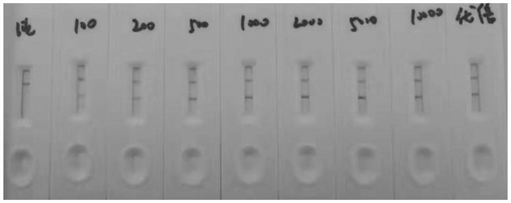 Bovine lactoferrin double-antibody sandwich colloidal gold immunochromatographic test strip, preparation method, kit and detection method