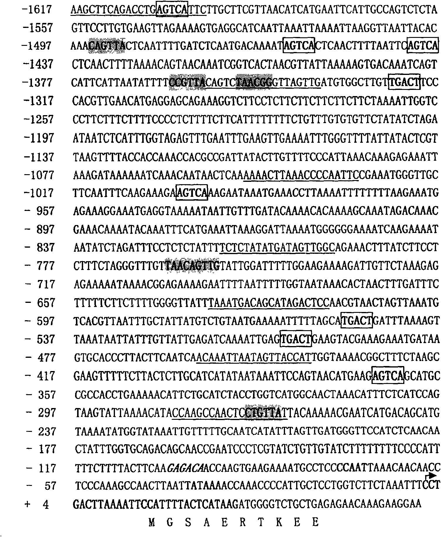 Gene promoter originated from cotton and its application