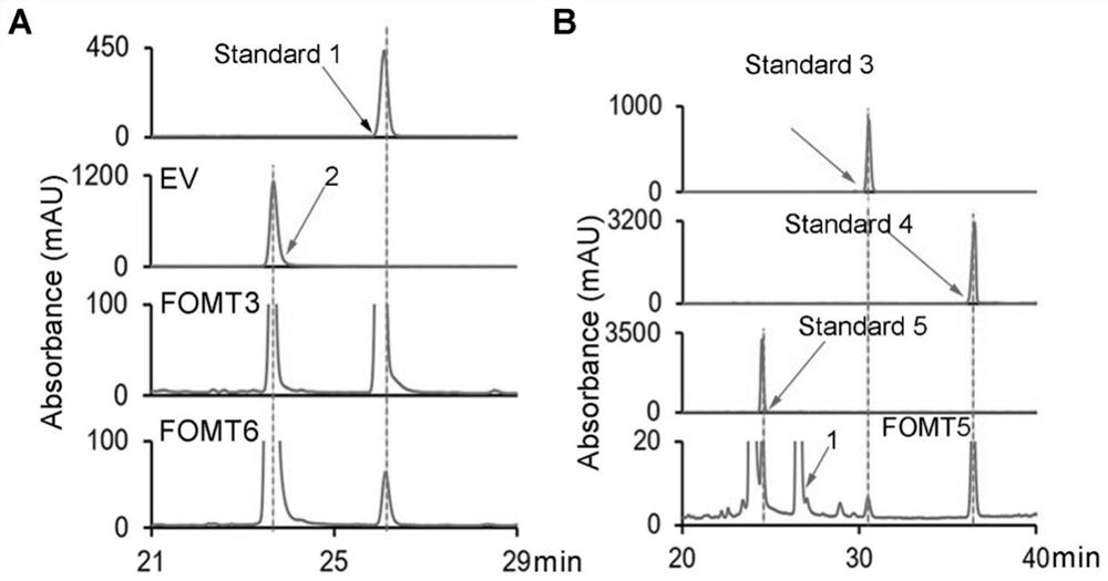 Scutellariae radix flavone methoxytransferase gene, and recombinant vector and application thereof