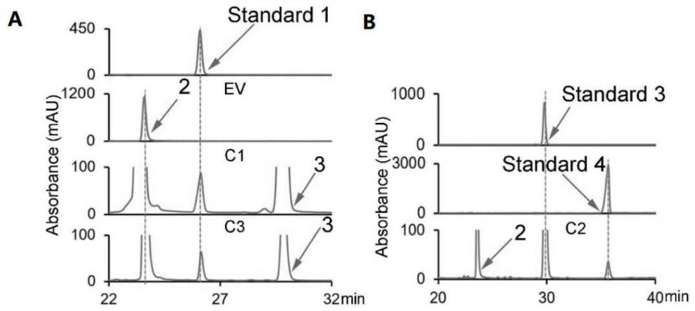 Scutellariae radix flavone methoxytransferase gene, and recombinant vector and application thereof