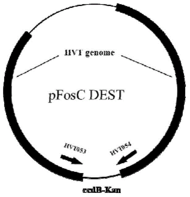 Recombinant turkey herpesvirus vaccine expressing infectious bursal disease virus VP2 protein and application thereof