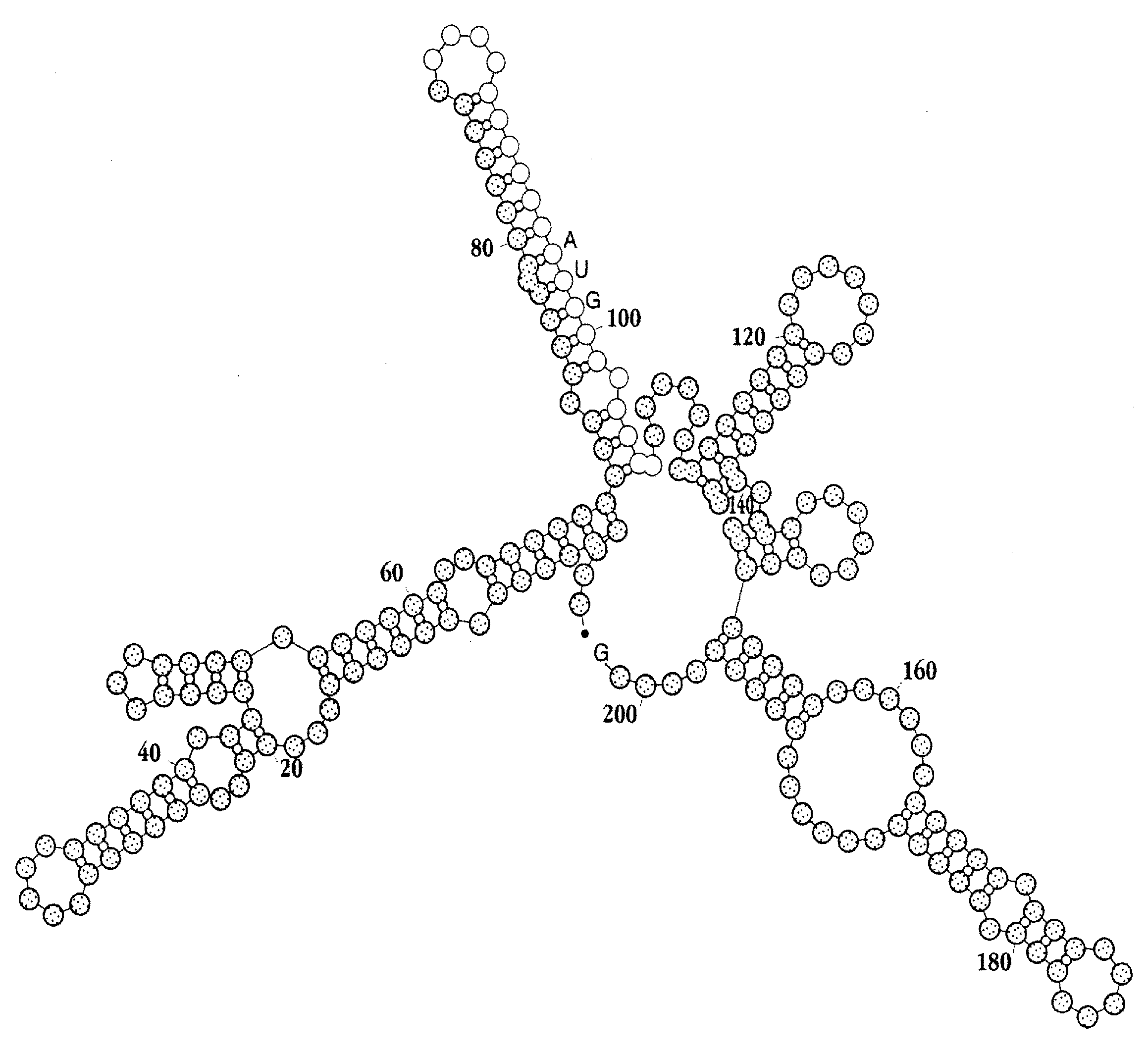 Compositions for enhancing transport of molecules into cells