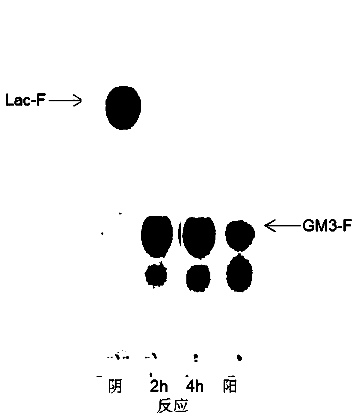 Method for industrially synthesizing monosialotetrahexosyl ganglioside