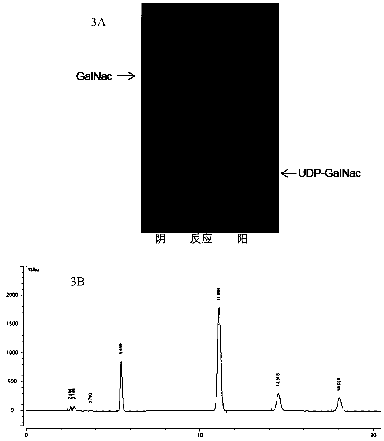 Method for industrially synthesizing monosialotetrahexosyl ganglioside