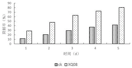 Stenotrophomonas maltophilia XQ08 efficiently degrading deltamethrin and application thereof