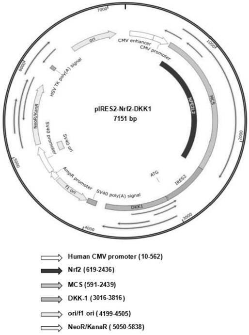 A double-gene co-expression plasmid pires2-nrf2-dkk1 and its preparation method and application