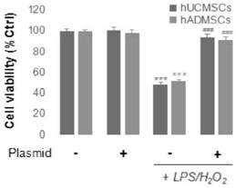 A double-gene co-expression plasmid pires2-nrf2-dkk1 and its preparation method and application