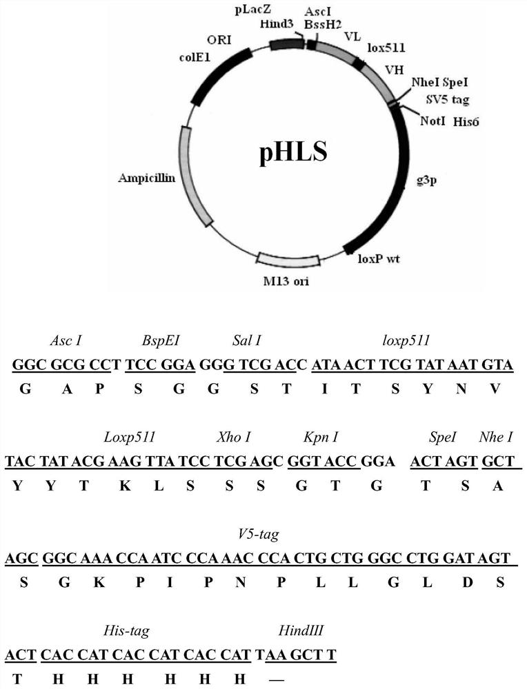 Anti-human CCL1 antibody and application thereof