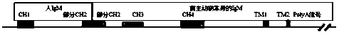 A chimeric nucleic acid molecule and its application in the preparation of humanized antibodies