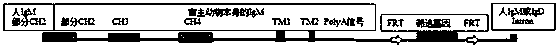 A chimeric nucleic acid molecule and its application in the preparation of humanized antibodies