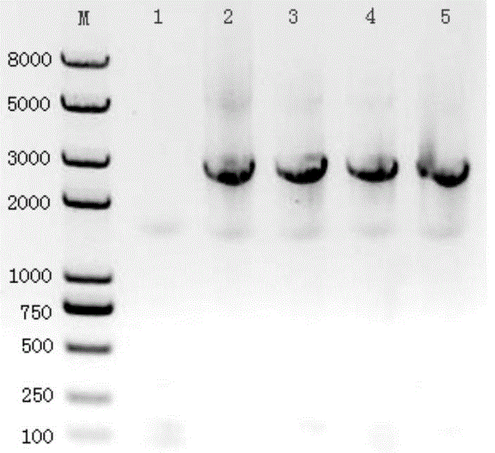 Preparation method of genetically engineered bacterium for synthesizing glutathione and product thereof