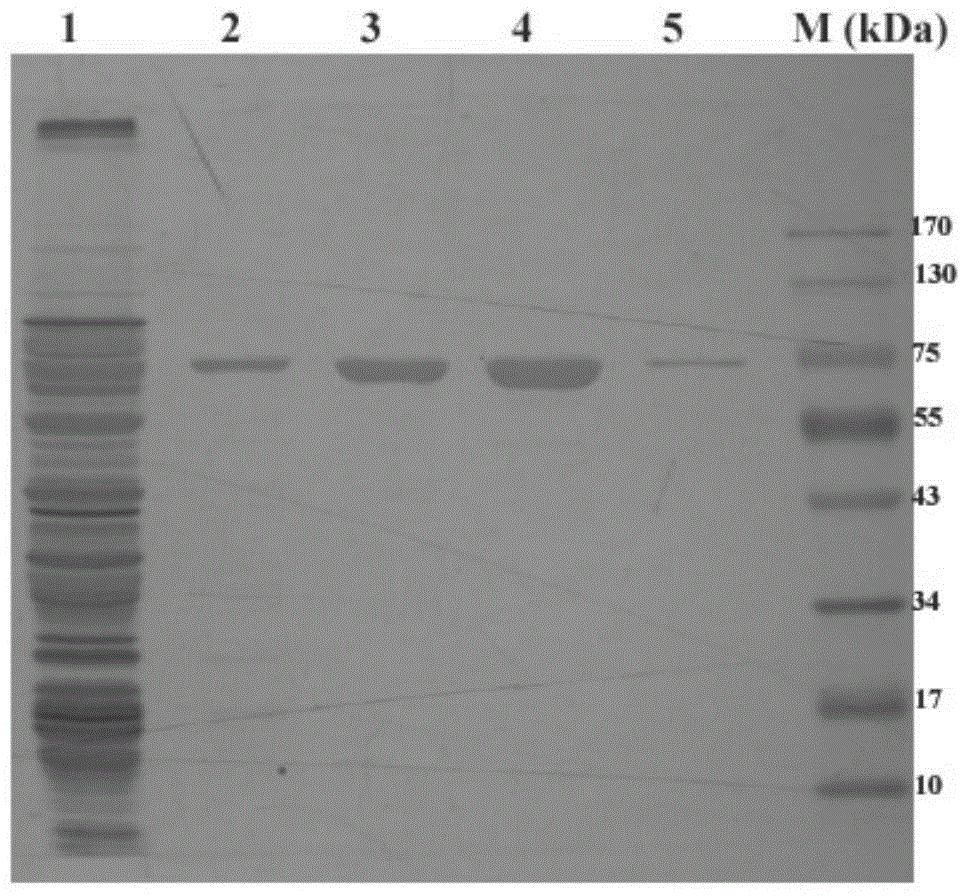 Preparation method of genetically engineered bacterium for synthesizing glutathione and product thereof