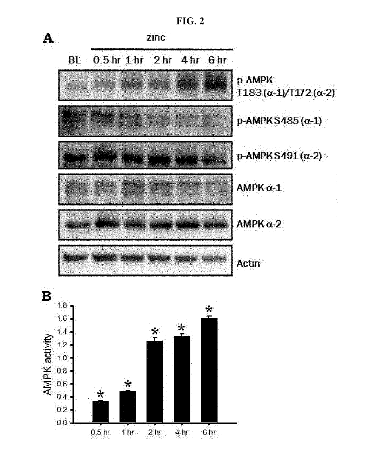 Pharmaceutical composition for stroke treatment based on ampk inhibition