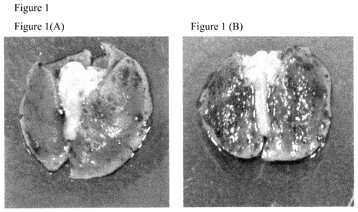 Herbal composition for inhibiting melanoma cell metastasis and manufacturing method thereof