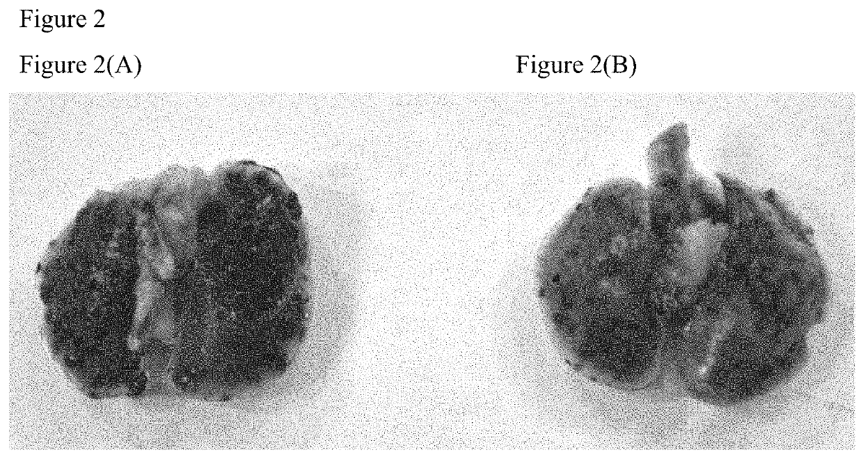 Herbal composition for inhibiting melanoma cell metastasis and manufacturing method thereof