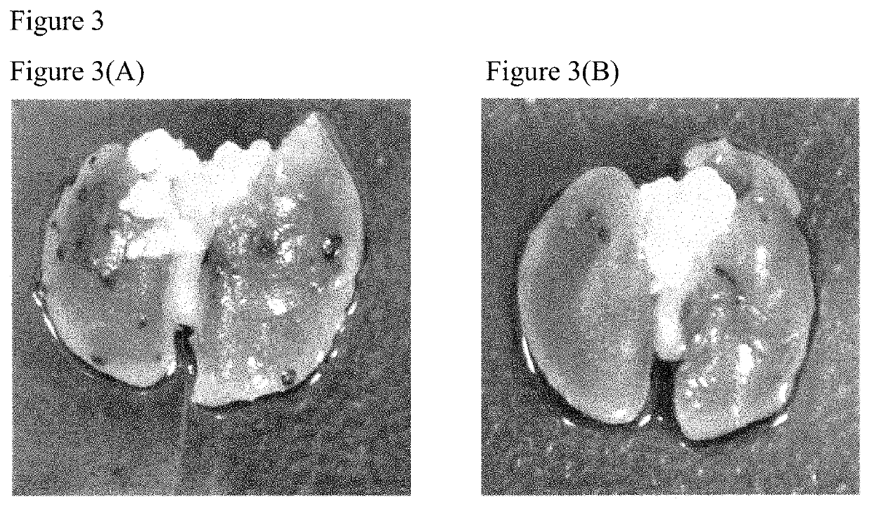 Herbal composition for inhibiting melanoma cell metastasis and manufacturing method thereof