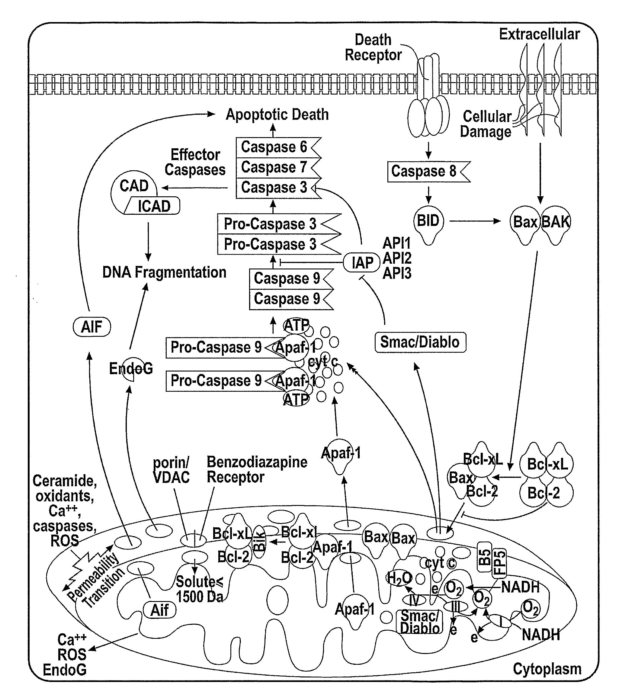 Cytochrome c protein and assay