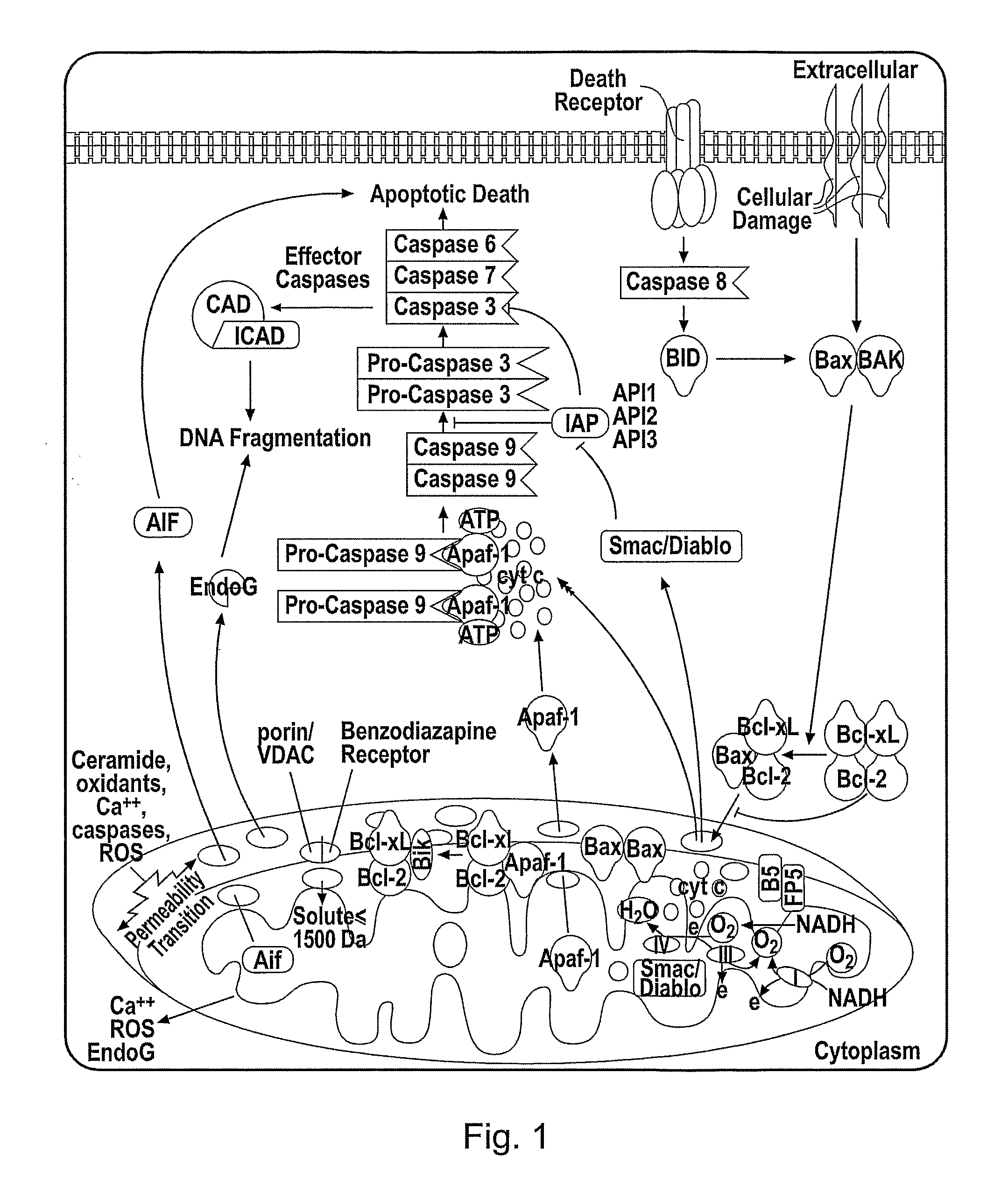 Cytochrome c protein and assay