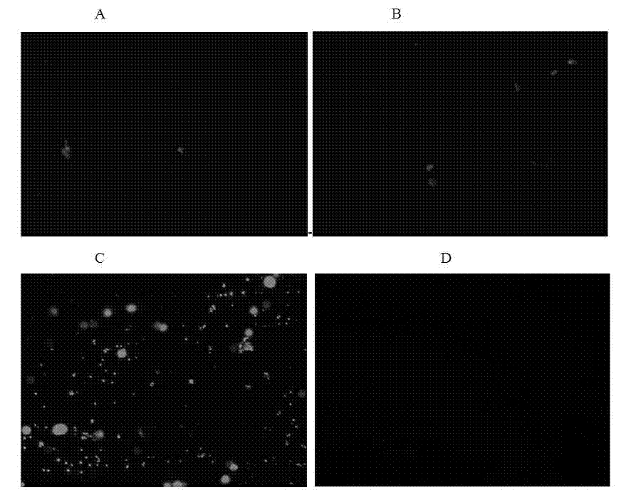 Application of oligonucleotide aptamer capable of identifying salmonella specifically