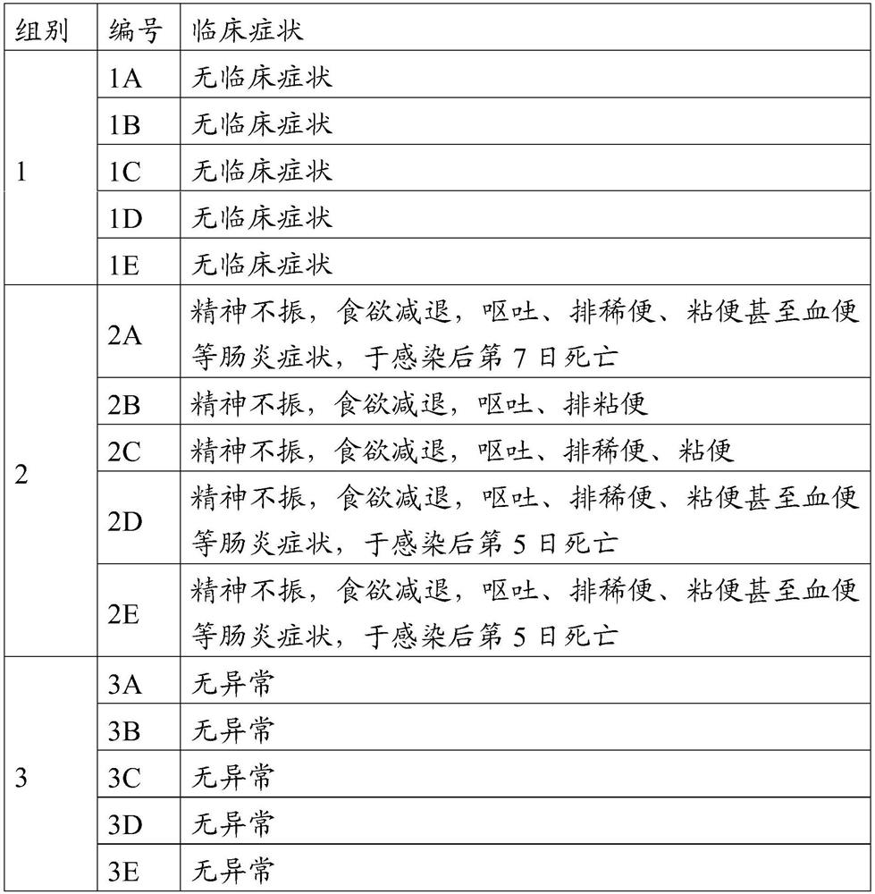 Canine parvovirus attenuated strain, vaccine composition prepared from canine parvovirus attenuated strain and application