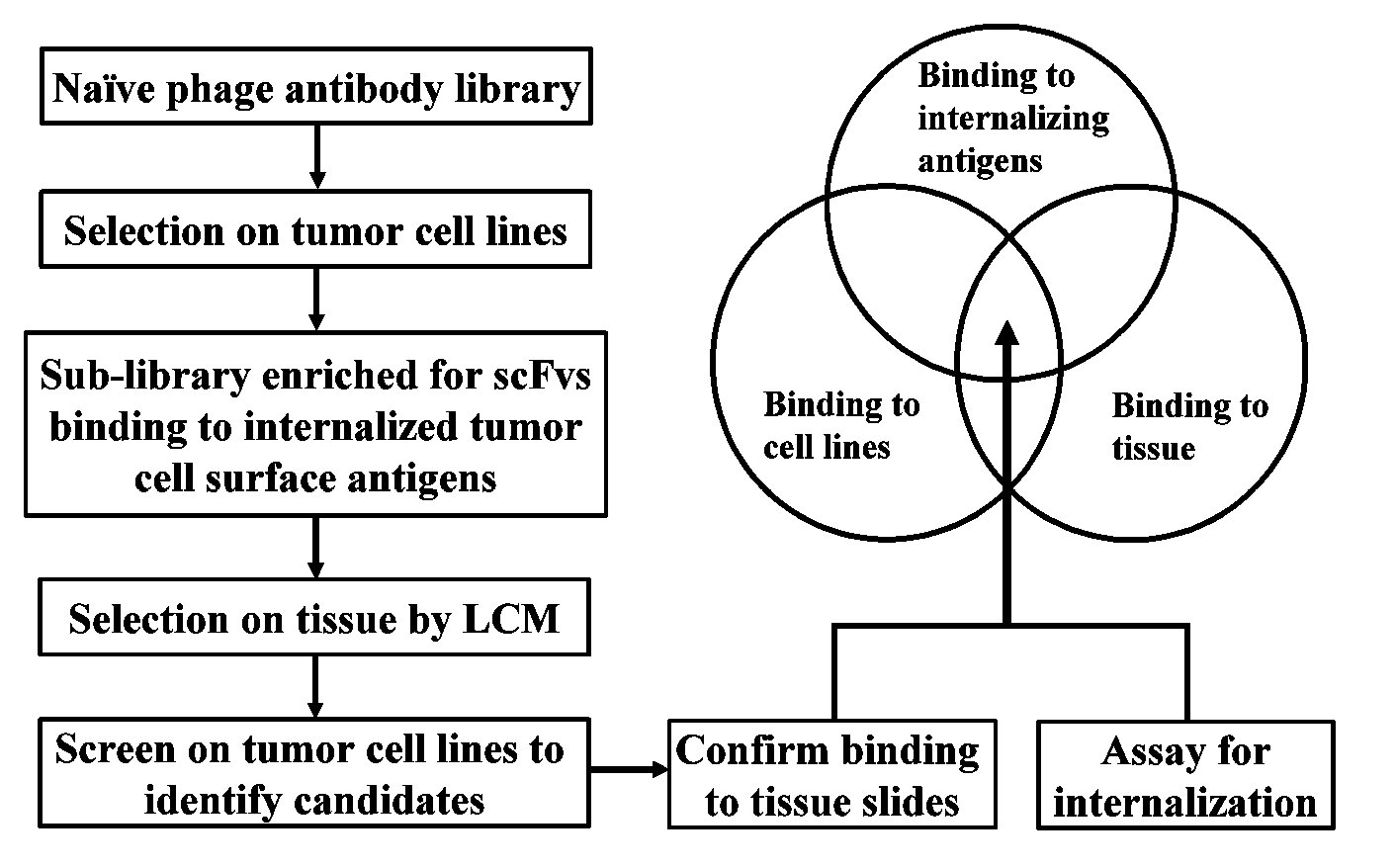 Internalizing human monoclonal antibodies targeting prostate cancer cells in situ