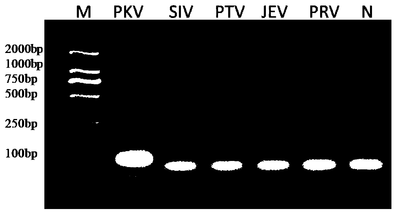 Nested RT-PCR(reverse transcription-polymerase chain reaction)kit and method for detecting porcine Kobuvirus