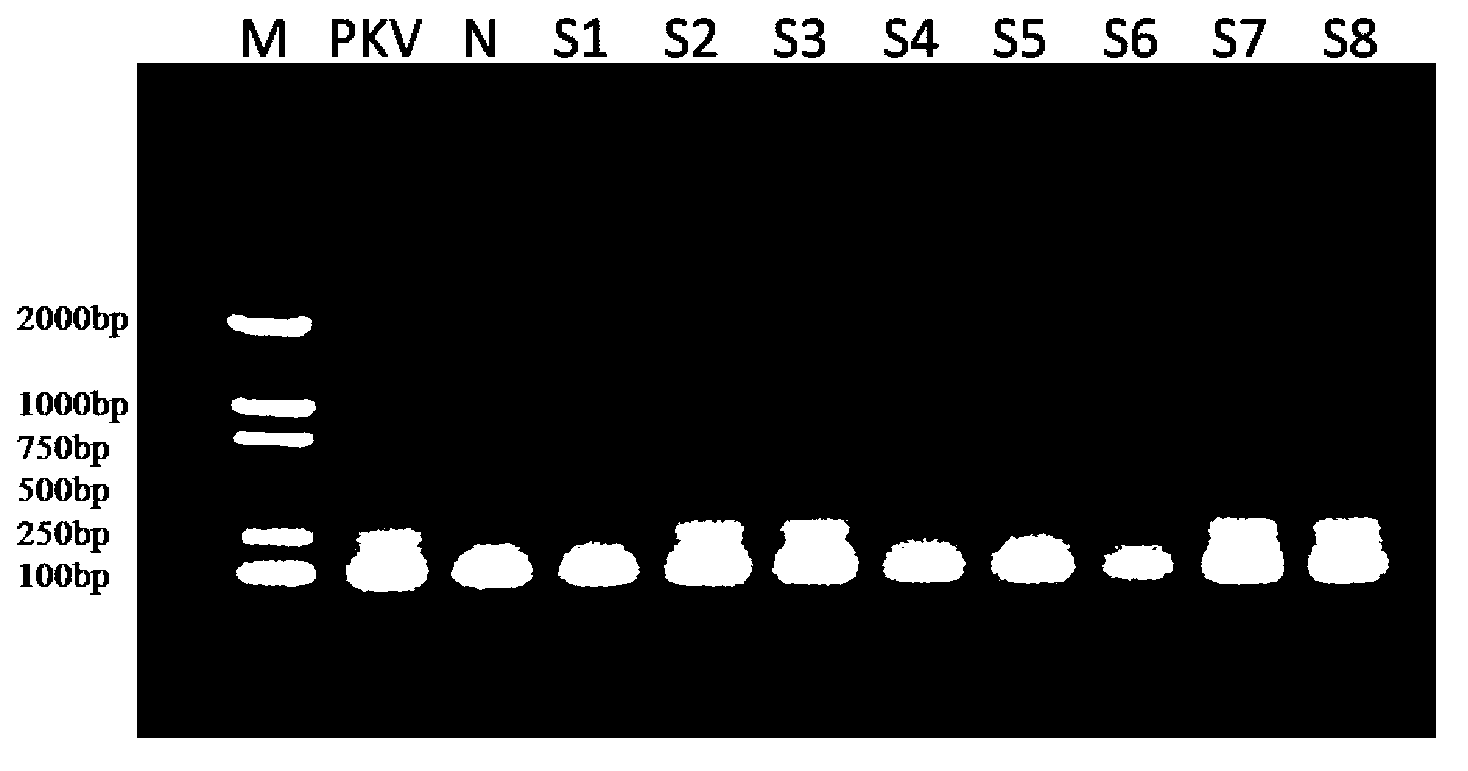 Nested RT-PCR(reverse transcription-polymerase chain reaction)kit and method for detecting porcine Kobuvirus