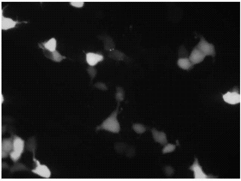 Method for separating placental trophoblastic cells by using immunomagnetic bead process