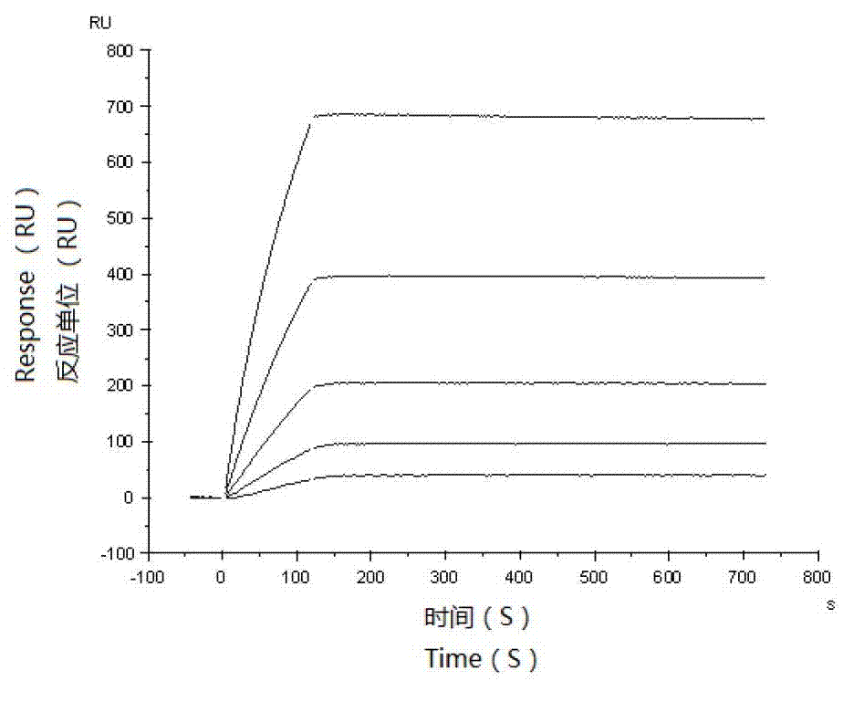 Aptamer capable of simultaneously identifying OdDHL ([N-(3-oxododecanoyl)-L-homoserine lactone]) and BHL (N-butanoyl-L-homoserine lactone) and application thereof