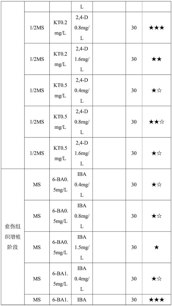 A method for rapidly propagating Polygonatum test-tube plantlets